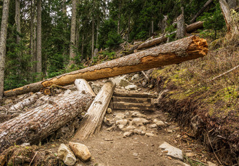 wild nature forest in Joffre Lakes Provincial Park British Columbia Canada.