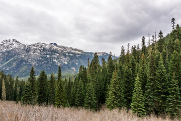 wild nature forest in Joffre Lakes Provincial Park British Columbia Canada.