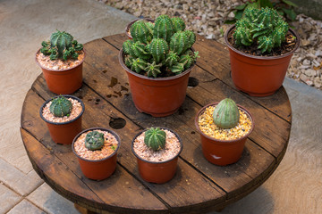 mesa de cactus