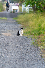 田舎の散歩道　白黒猫が誰かを待っている