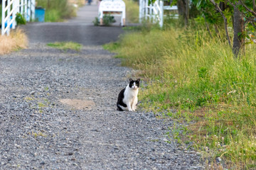 田舎の散歩道で待つ猫