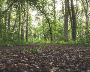 Green forest seen from ground level - 270138463