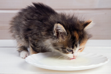  little kitten drinking milk from a plate on a white wooden background