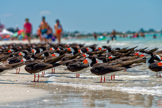 Black skimmers on the beach