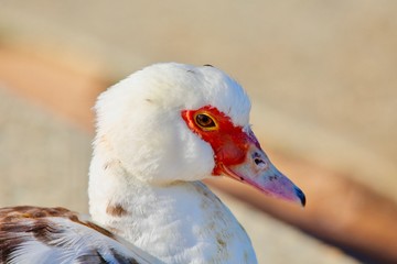 a duck's eye