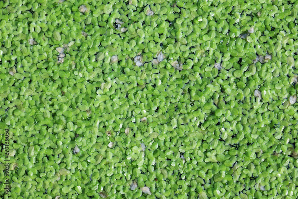 Wall mural close up of duckweed texture as background