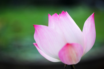 close up of beautiful blooming lotus flower