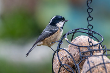 bird on a feeder
