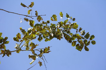 green leaves of tree and blue sky background