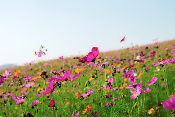 Cosmos on field at sky.