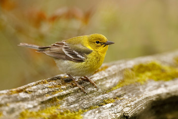 Pine Warbler in spring