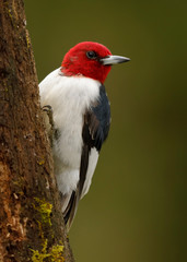Red-headed Woodpecker