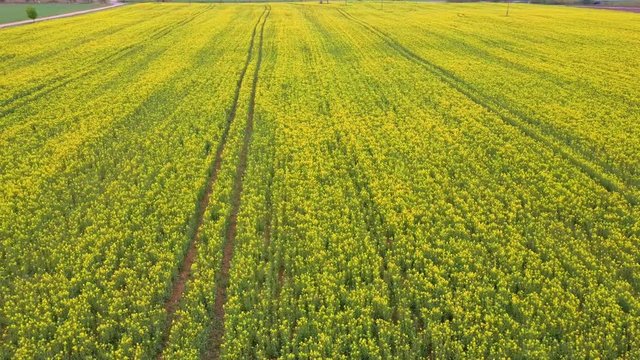 Flight Over Field With Flowering Canola Flowers. Aerial Dron Footage. Flowering Rapeseed Canola or Colza in Latin Brassica Napus, Plant for Green Energy and Oil Industry, Rape Seed on the Suny Day