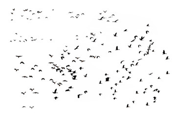 Group of flying duck teal isolated on white.