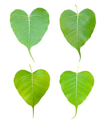 image of young leaf of Bodhi Tree isolated on white background.
