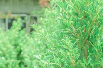 Green leaf Korean banyan tree on soft sunlight in the morning