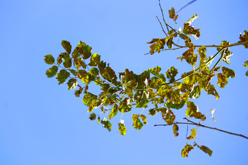 branch of tree with green leaves on blue sky
