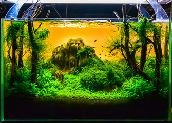 Image of landscape nature style aquarium tank.