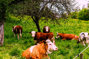 rinder auf wiese