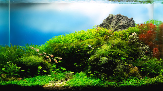 nature style aquarium tank with aquatic plants