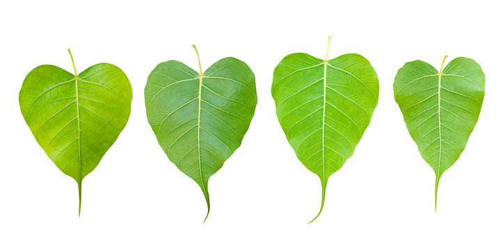 6,325 Fig Banyan Tree Images, Stock Photos & Vectors | Shutterstock