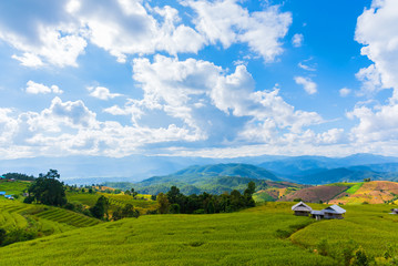 Fototapeta na wymiar the terraced golden rice field with sky.
