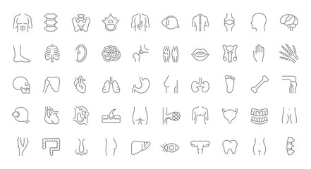 Set Vector Line Icons of Anatomy