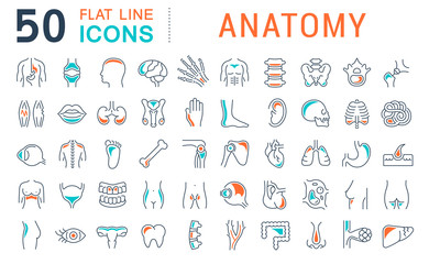 Fototapeta na wymiar Set Vector Line Icons of Anatomy