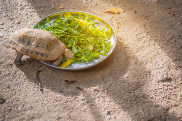 Obraz premium ortoise eat vegetable in plate .