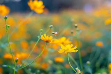 Bee flying near yellow cosmos flowers .