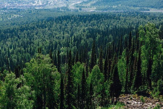 Summer fur tree forest on the hill