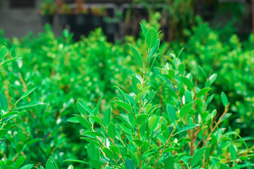 Korean banyan tree garden on soft sunlight in the morning