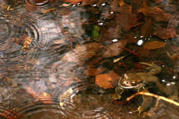 山道の自然、苔や水辺