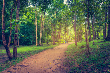 Walk way in green forest for background usage.