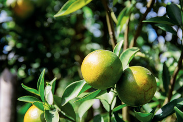 Orange on tree.