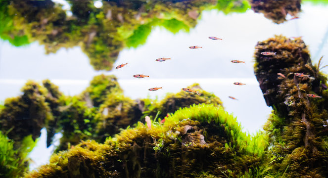 Dwarf Rasbora(Boraras maculatus) swim in tank.