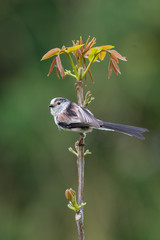 Long-tailed tit (Aegithalos caudatus)