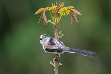 Long-tailed tit (Aegithalos caudatus)