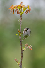 Long-tailed tit (Aegithalos caudatus) with caterpillar in bill.