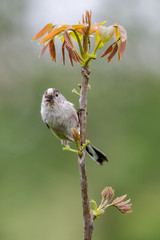 Long-tailed tit (Aegithalos caudatus) with caterpillar in bill.