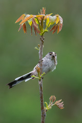 Long-tailed tit (Aegithalos caudatus) with caterpillar in bill.