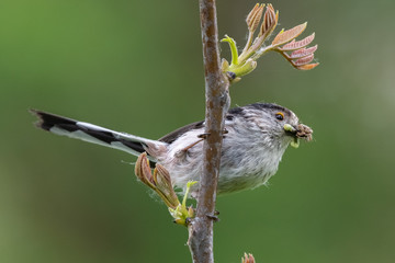 Long-tailed tit (Aegithalos caudatus) with caterpillar in bill.