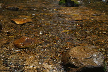 stream in forest