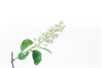 Choke Cherry Bloom - Isolated Flower Cluster 