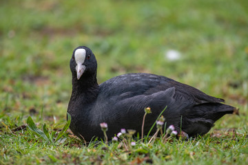 Eurasian coot (Fulica atra) resting on a grass.