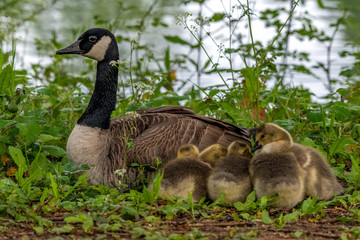 Canada Goose (Branta canadensis) and goslings