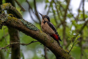 Great spotted woodpecker (Dendrocopos major)