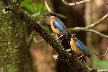 Pair of parent pitta in the wild,over the shoulder shot..Mangrove pitta birds perching side by side on Rhizophora tree with crab in beak for feeding their new born babies in breeding season.