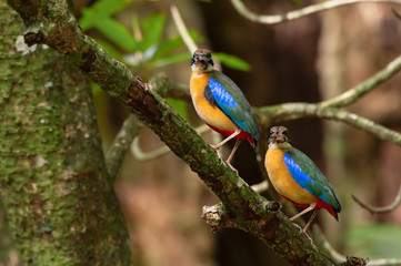 Pair of pitta looking at photographer,over the shoulder shot.Mangrove pitta birds perching side by side on Rhizophora tree with crab in beak for feeding their new born babies in breeding season.