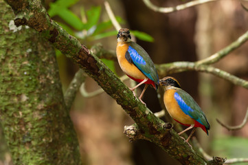 Pair of parent pitta in the wild,over the shoulder shot..Mangrove pitta birds perching side by side on Rhizophora tree with crab in beak for feeding their new born babies in breeding season.